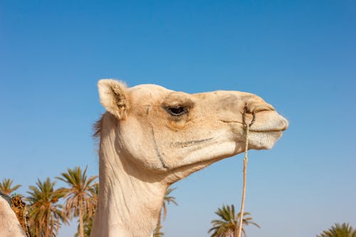 White Camel