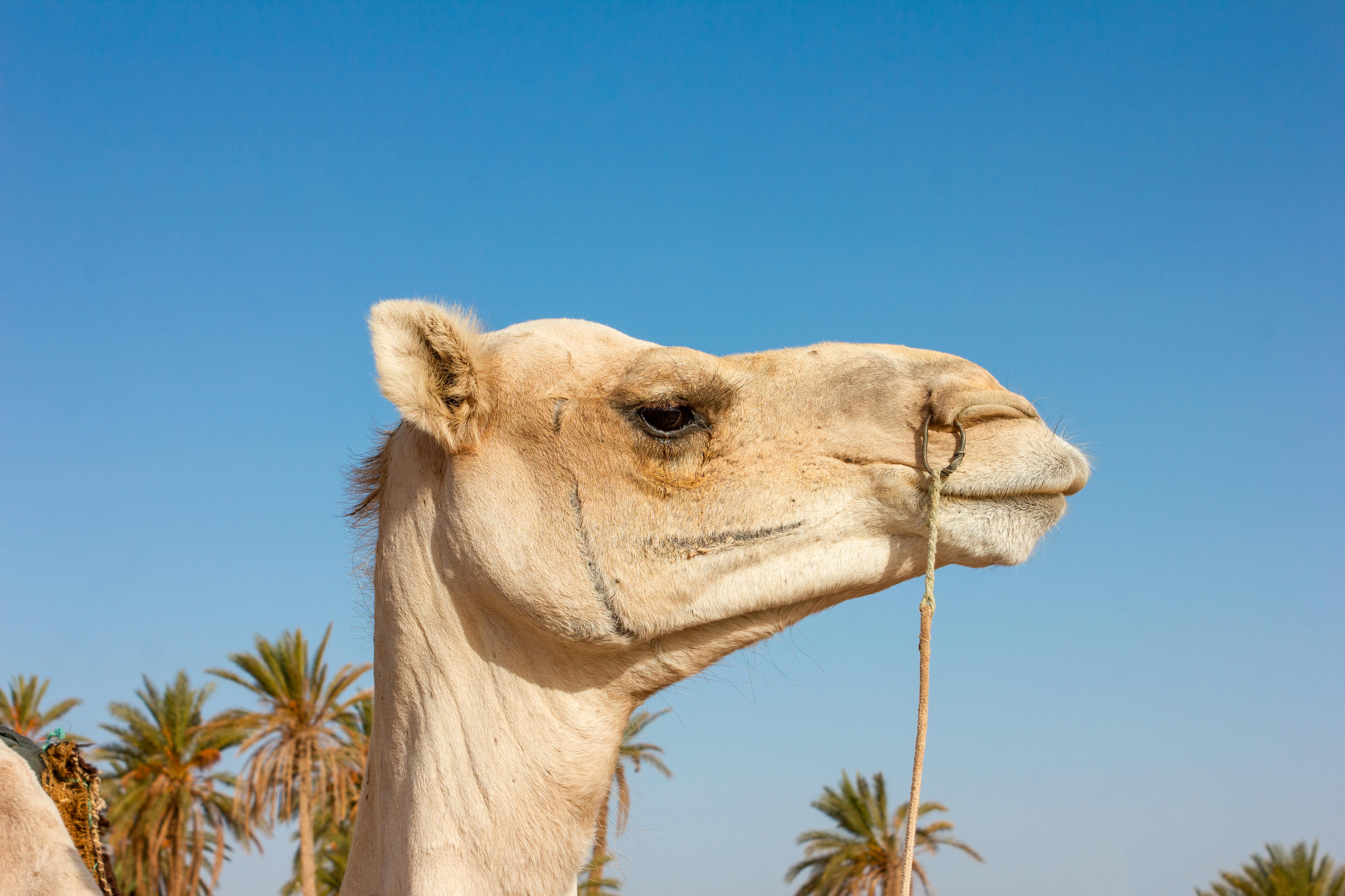 画一个骆驼头，一个骆驼素描插画图片素材_ID:401476291-Veer图库