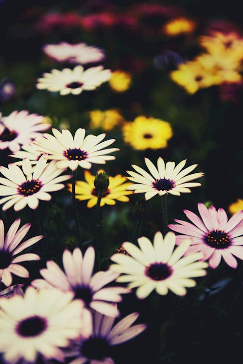 бесплатная Фотография поля белых цветов в селективном фокусе Стоковое фото