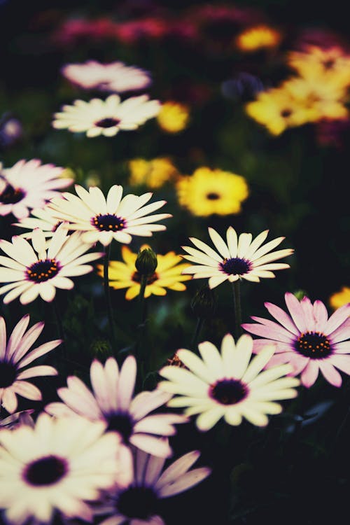 Selective Focus Photography of White Flower Field