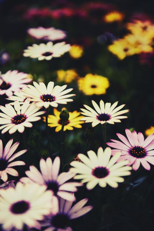 Free A captivating shot of colorful daisies blooming vibrantly in a spring garden, showcasing nature's beauty. Stock Photo