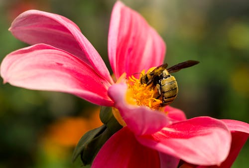 Free stock photo of 50mm, adobe photoshop, beautiful flower