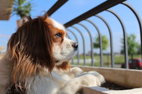 Porträt Von Whtie Und White Coated Dog