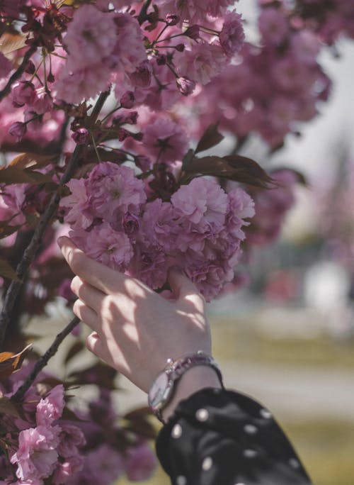 Безкоштовне стокове фото на тему «вишневий цвіт, Вишня, відділення» стокове фото