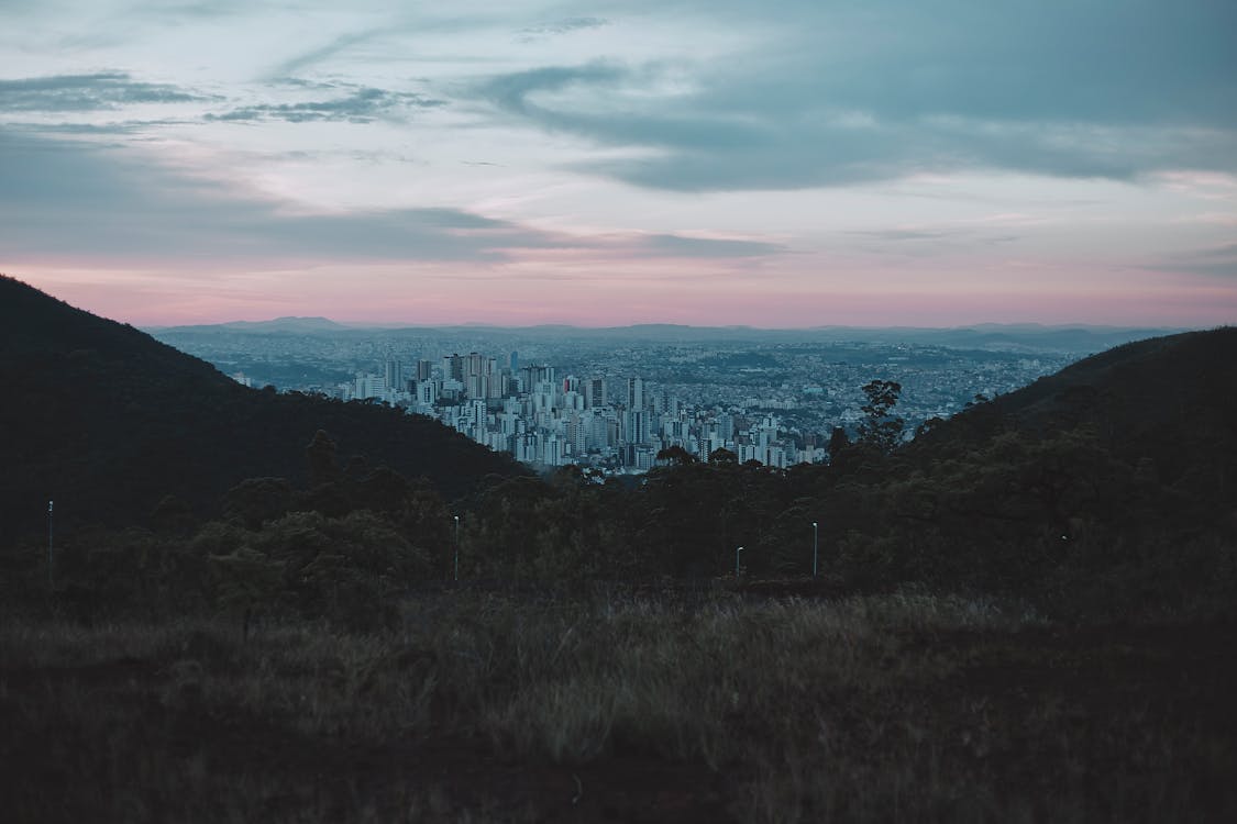 白雲下的樹木