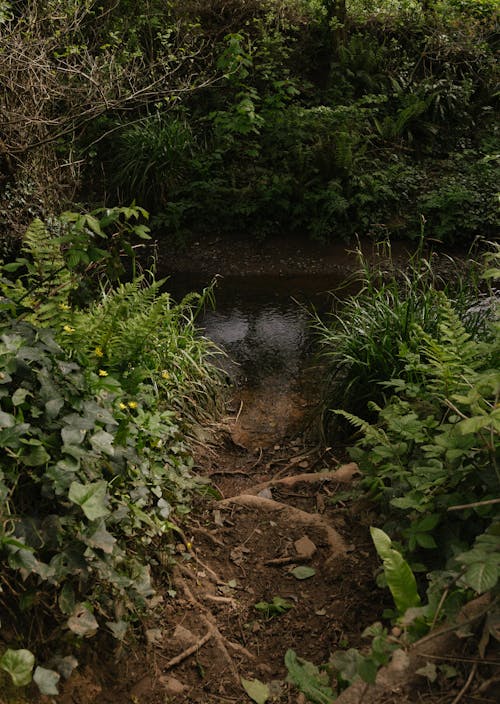 公園, 原本, 土 的 免費圖庫相片