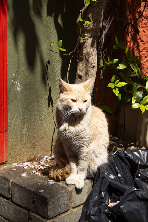 A cat sitting on a ledge next to a trash can