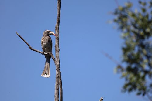 Free A close-up of a Southern Red-billed Hornbill perched on a branch against a clear blue sky in Magaliesburg, South Africa. Stock Photo