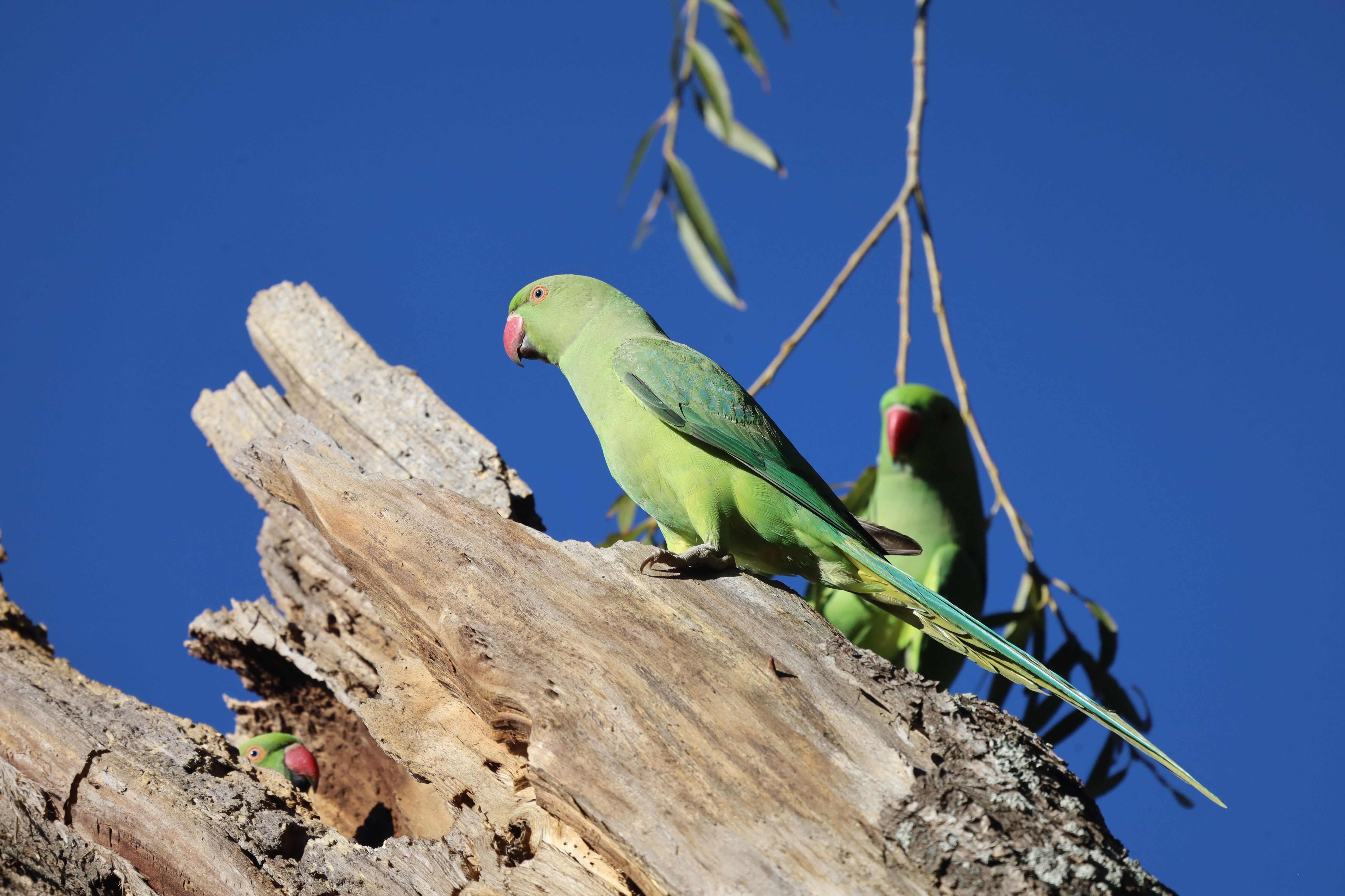 rose-ringed-parakeets-on-wood-free-stock-photo