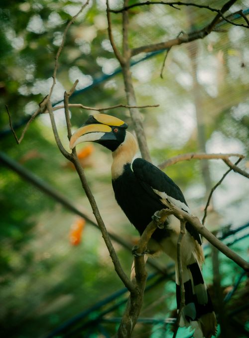 Free A stunning great hornbill perched on a branch in tropical Vietnam, showcasing vibrant wildlife. Stock Photo