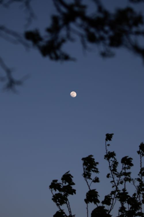 Free Calm night sky featuring a full moon with silhouetted branches in the foreground. Stock Photo