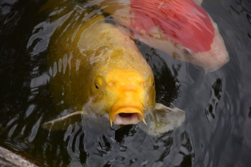Free Close-up of colorful koi fish swimming in a serene pond in Nagoya, Japan. Stock Photo