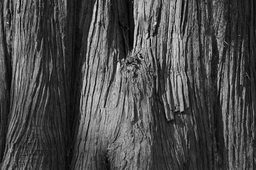 Close-up black and white photo capturing the intricate texture of tree bark.