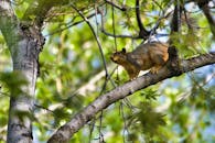 一只松鼠栖息在枝头，周围是春天森林里充满活力的新鲜绿叶