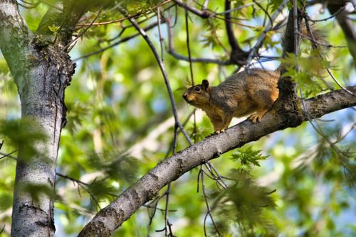 Free A squirrel perched on a branch, surrounded by fresh green foliage in a vibrant spring forest. Stock Photo