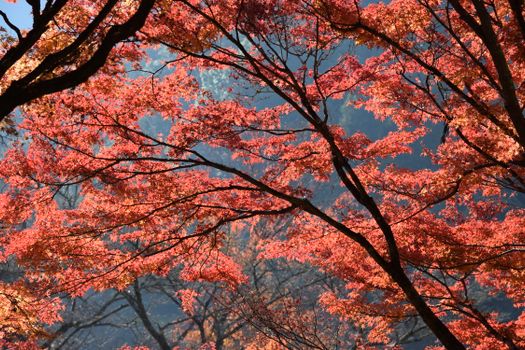 Bright red maple leaves captured in a scenic autumn park in Aichi, Japan.