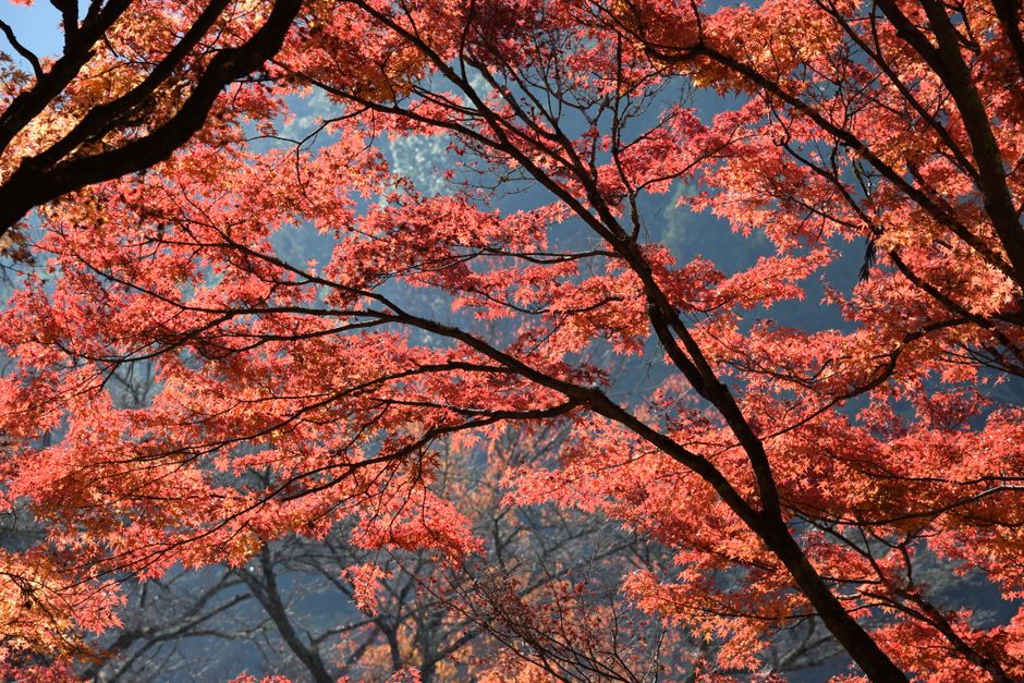 Nikko Autumn Leaves Guide 2026: Spots & Day Trip Tips