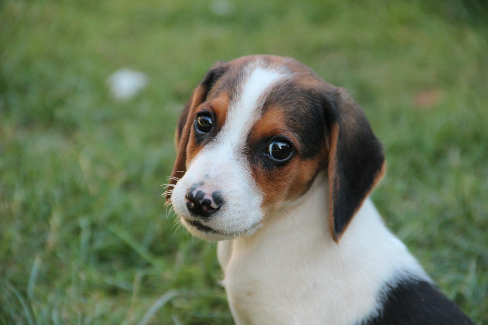 Beagle-valpen tittar på kameran