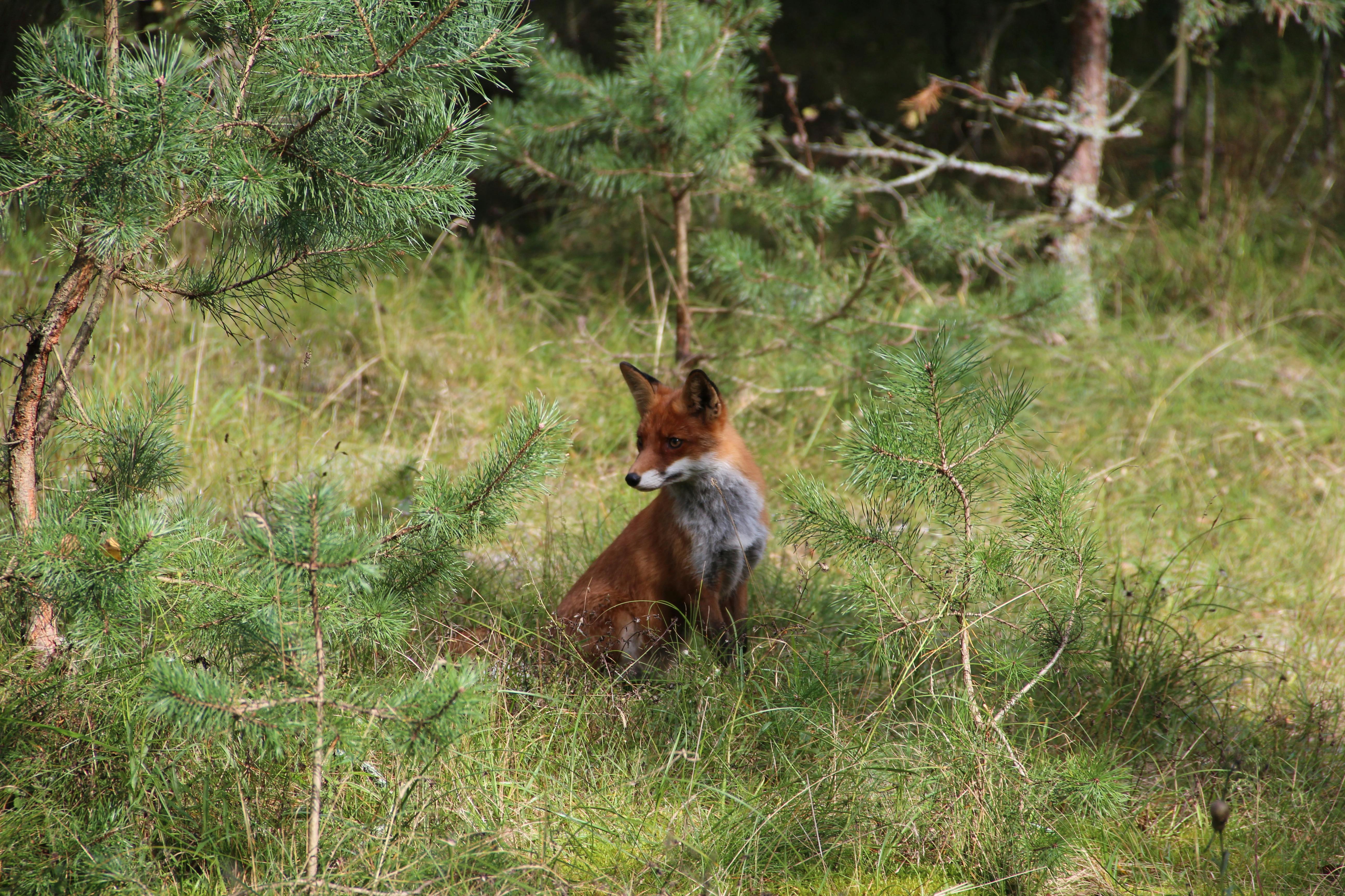 Vibrant photo of a red fox in its natural forest habitat, showcasing wildlife beauty.