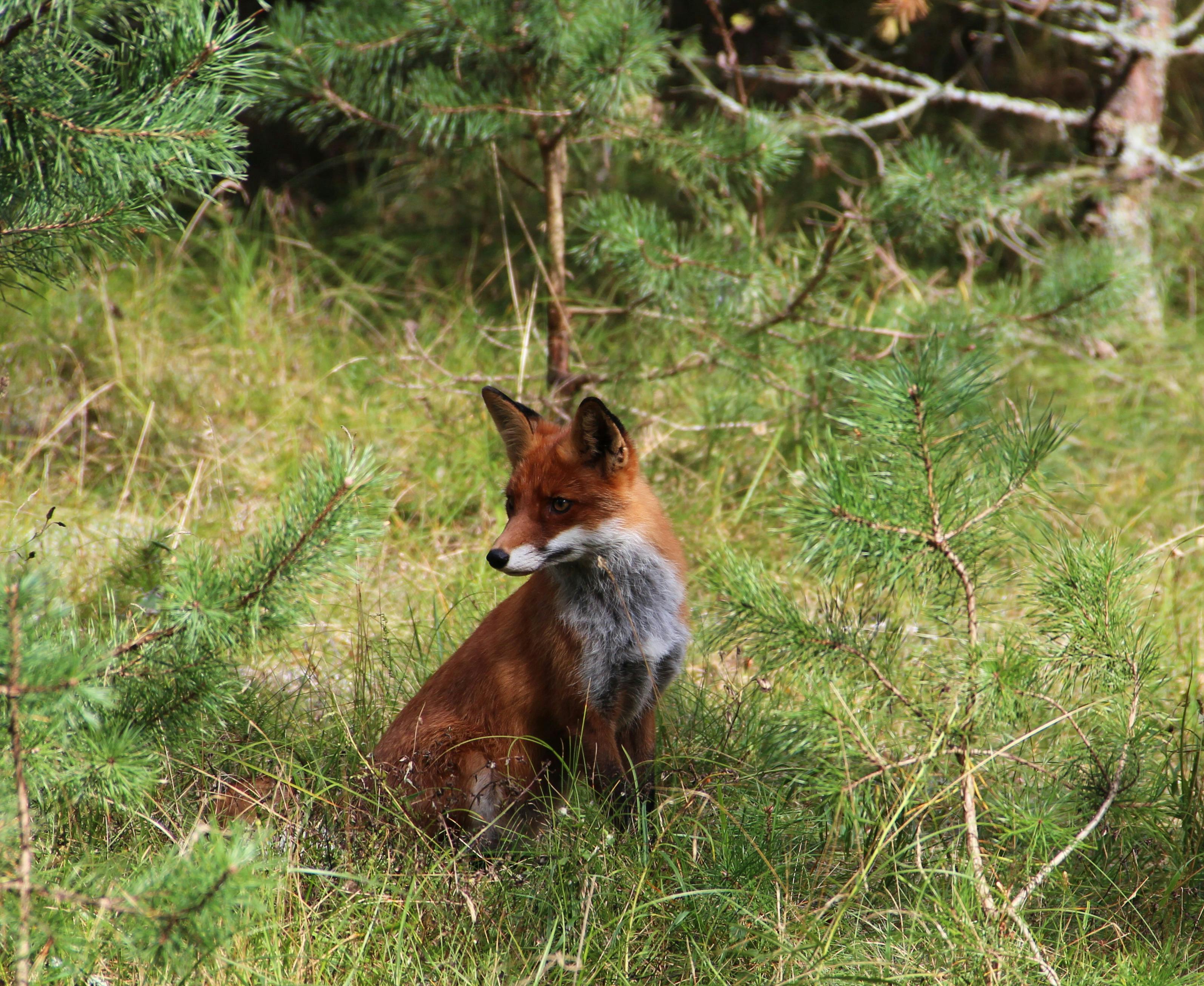 A majestic red fox sits amidst vibrant green foliage, showcasing natural wildlife beauty.