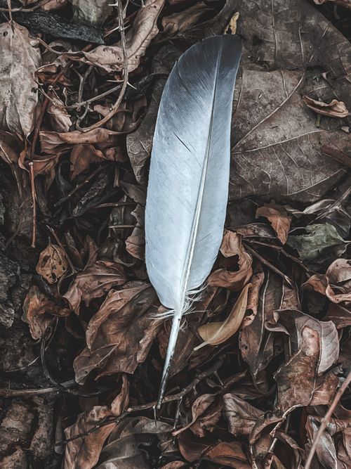 Free A single silver feather rests on dry autumn leaves in an outdoor setting. Stock Photo