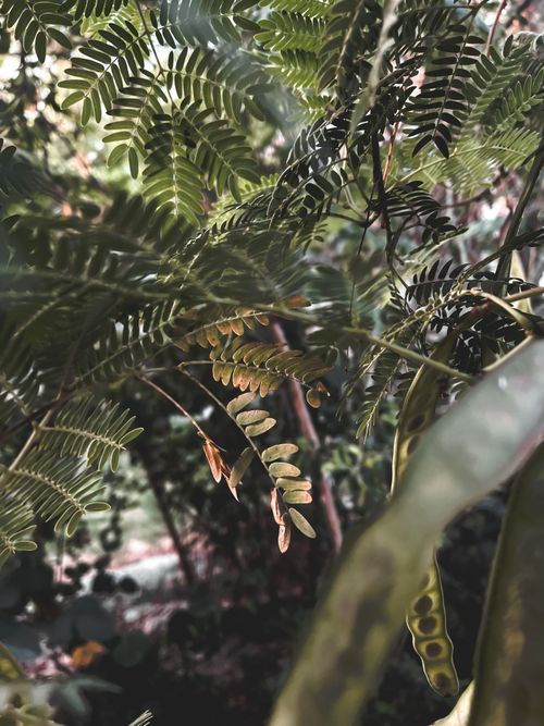 Free trees  Stock Photo