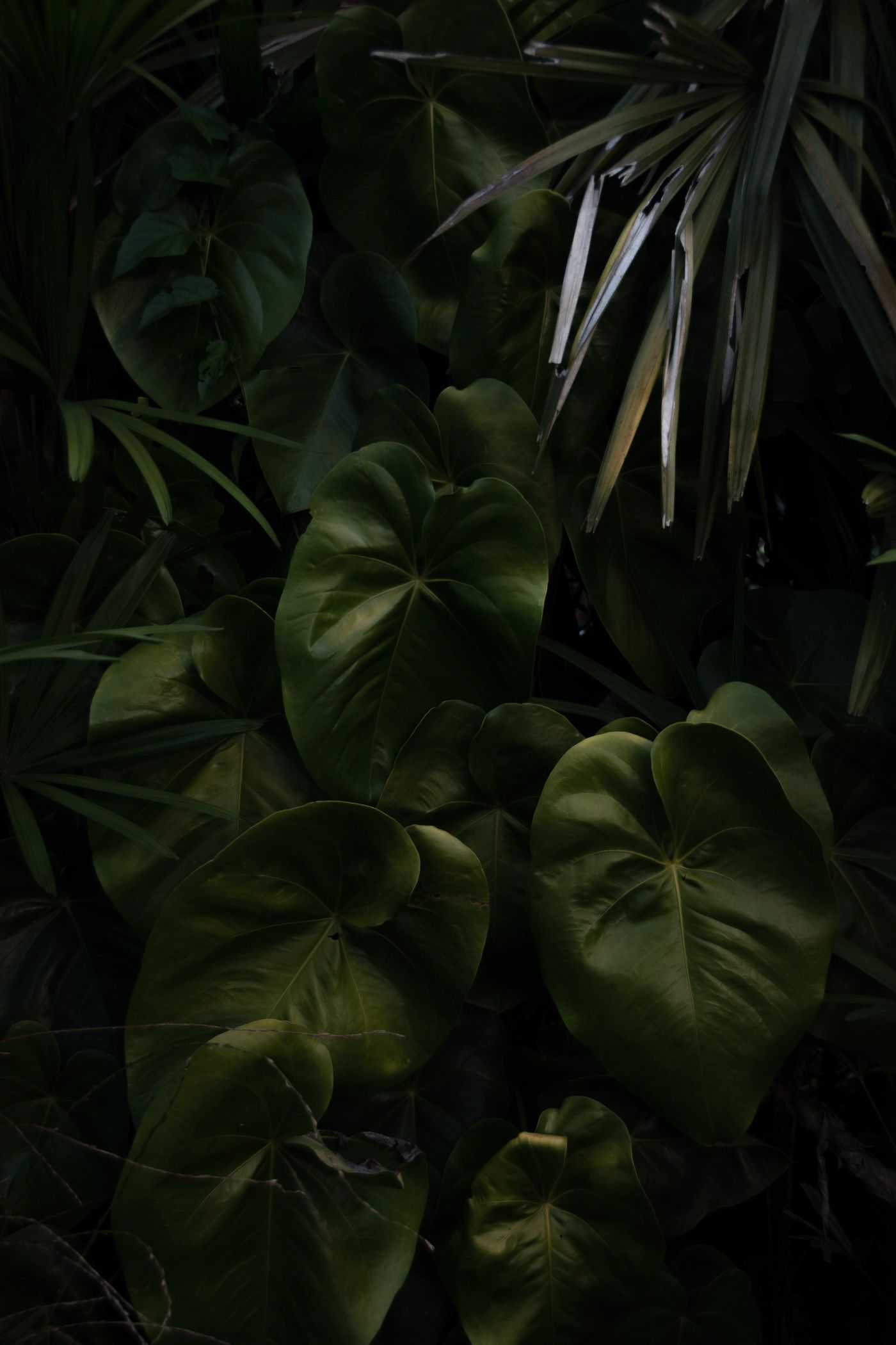 Tropical foliage in soft studio light