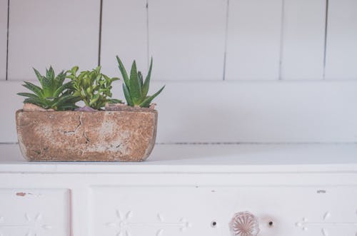 Green Snake Plants On Brown Pot