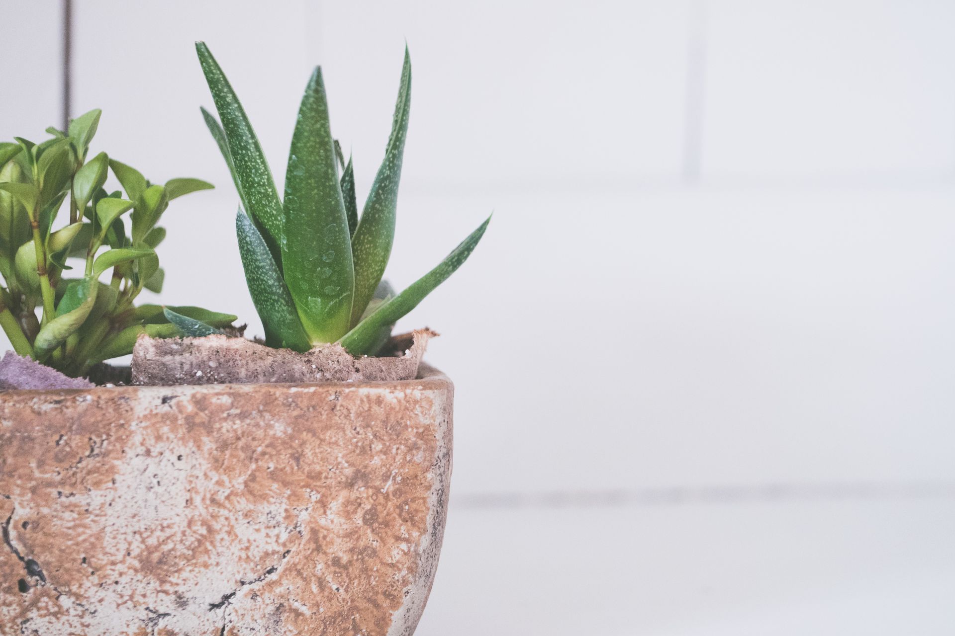 Close-up of succulent plants in a rustic pot with bright minimalist background, ideal for decor inspiration.
