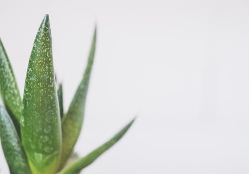 Gratis lagerfoto af Aloe, baggrund, blad