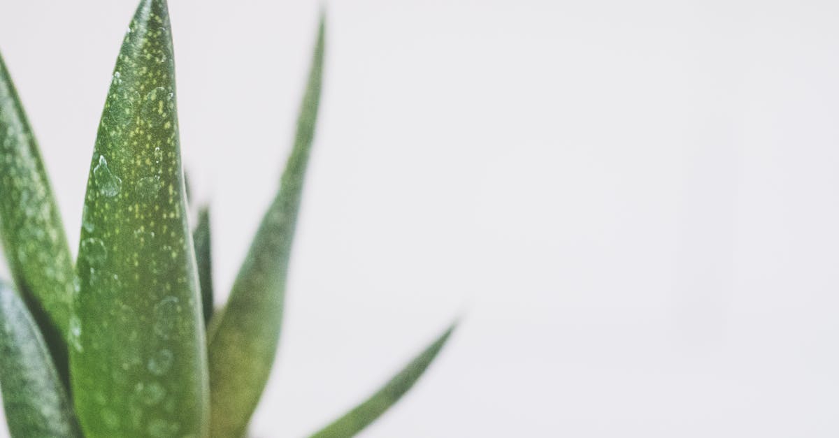 Aloe Vera natürliche Heilmittel für Hunde Hundebande