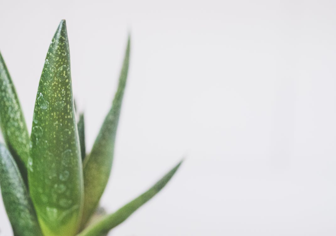 Green Snake Plant Close Up Zdjęcie