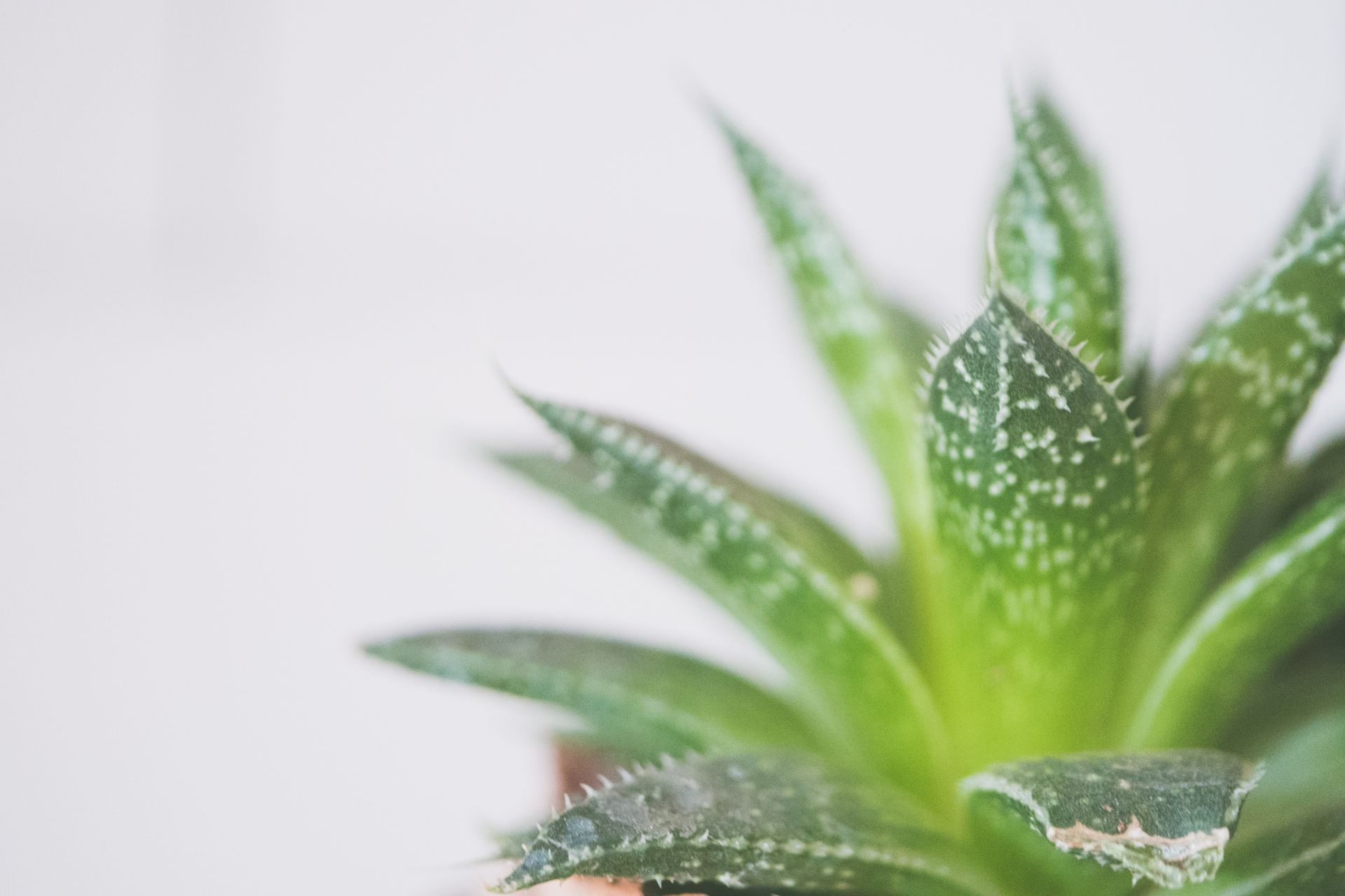 A detailed close-up of a green succulent plant with spiky leaves indoors.