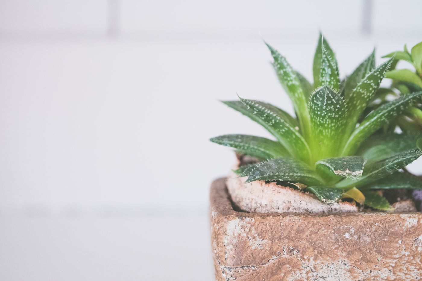 Aloes w doniczce na stole — soczyste, mięsiste liście