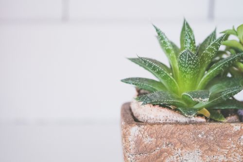 Free Bright and fresh aloe succulent plant in a rustic pot indoors, perfect for home decor. Stock Photo