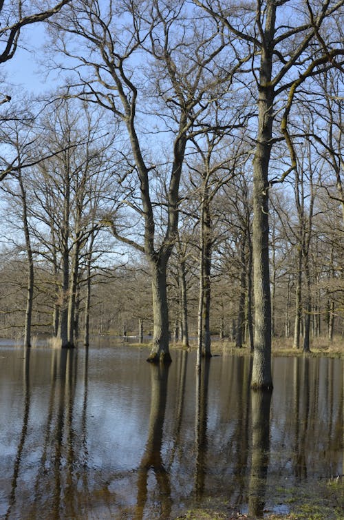 Bos Im überschwemmungsgebiet