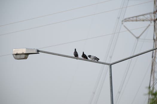 Immagine gratuita di ambiente urbano, apparecchio di illuminazione, appollaiati