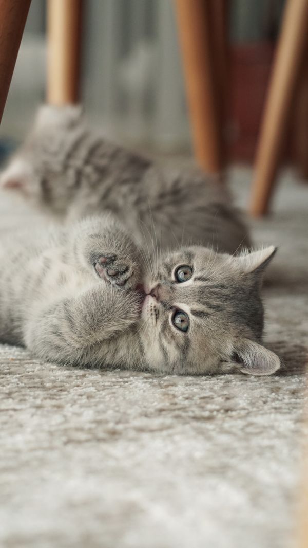 Gatinho cinza fofo deitado de maneira divertida em um tapete em um ambiente interno aconchegante.