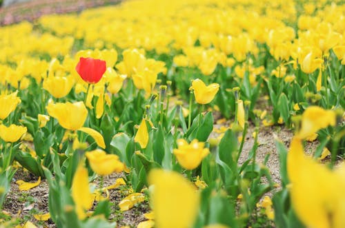 Bahar çiçeği, Bahar çiçekleri, Bahçe içeren Ücretsiz stok fotoğraf