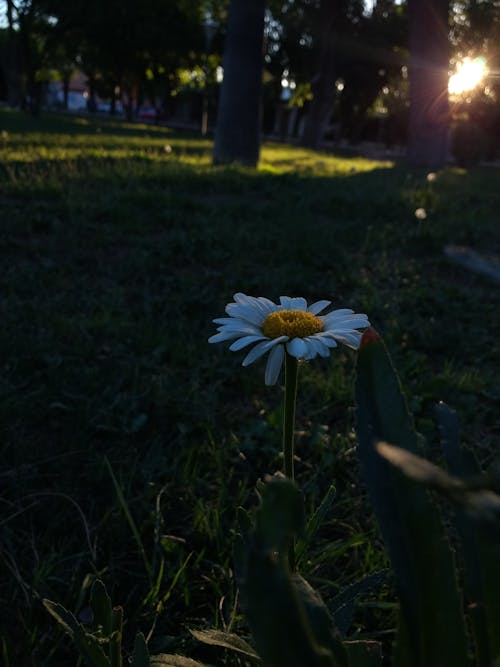 Free stock photo of flower