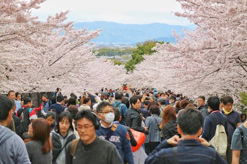 Free stock photo of cherry blossom, cherry blossoms, crowd