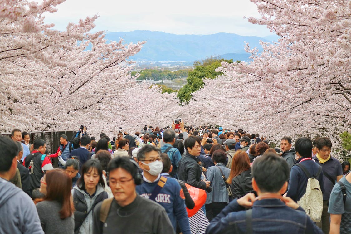 Free stock photo of cherry blossom, cherry blossoms, crowd