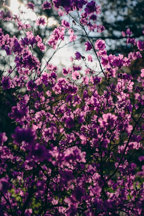 Purple flowers in the sun with a tree in the background