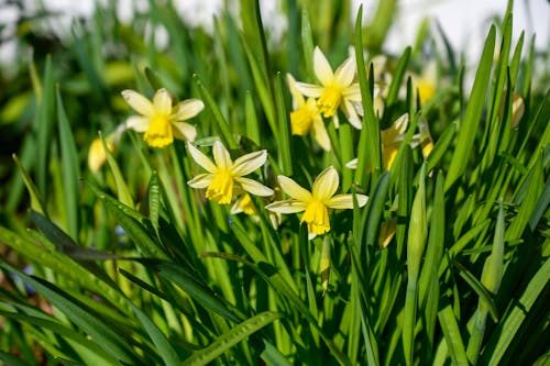Daffodils in bloom in the garden