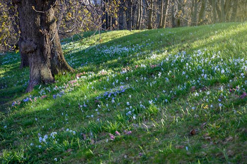 A field of white flowers with trees in the background