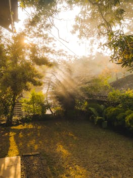 宁静的早晨，花园里阳光透过薄雾和树木，捕捉到大自然的本质