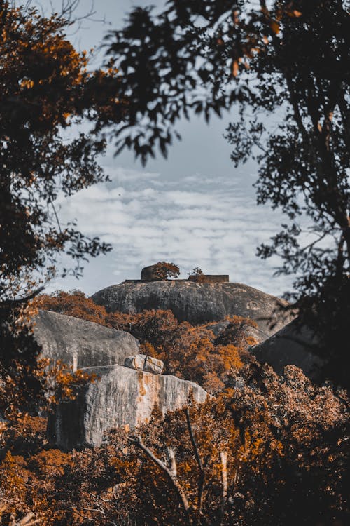 Orange Trees Near Mountain