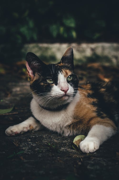 Gratis Kucing Calico Di Lantai Coklat Foto Stok