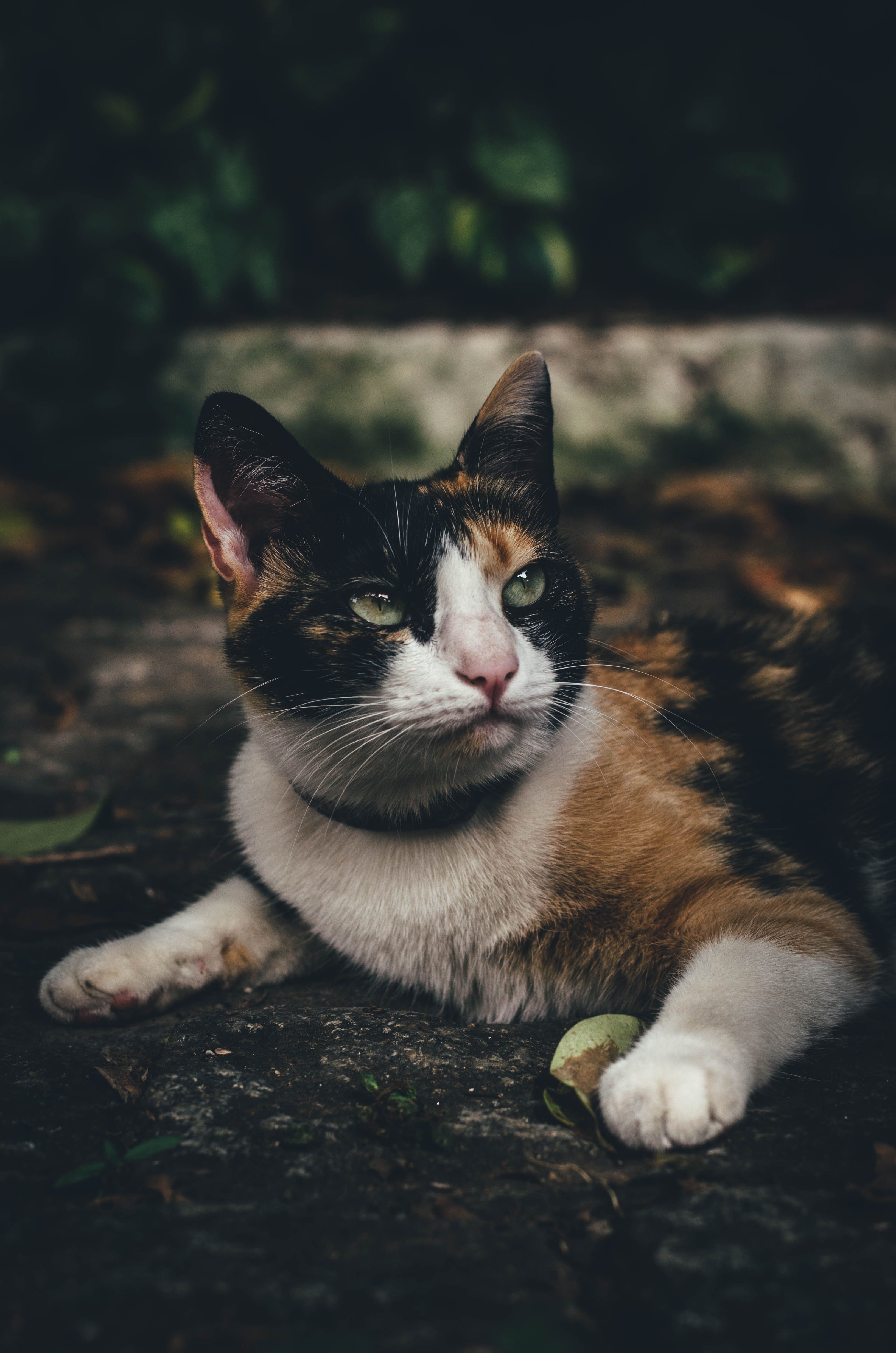 Calico Cat on Brown Floor · Free Stock Photo
