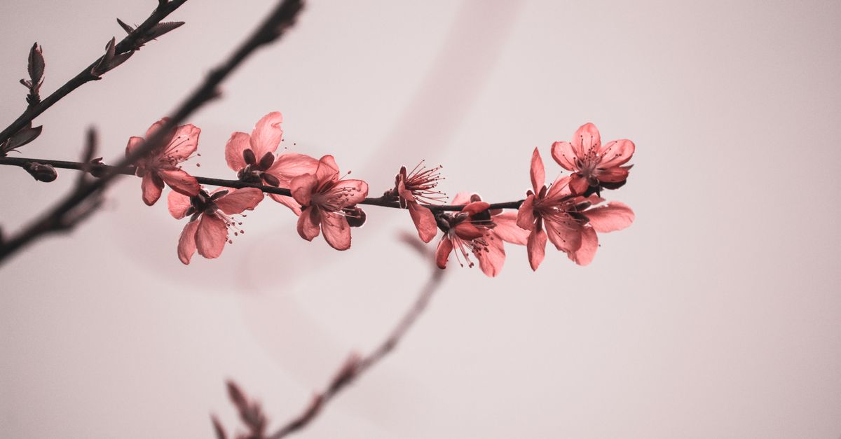 Beneath the Blush: Discovering the Enchantment of Cherry Blossoms - Image from the article